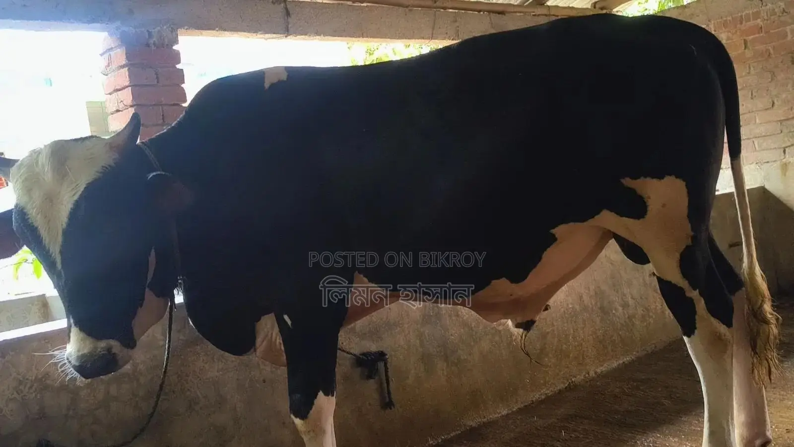 Bull for Qurbani