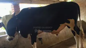 Bull for Qurbani
