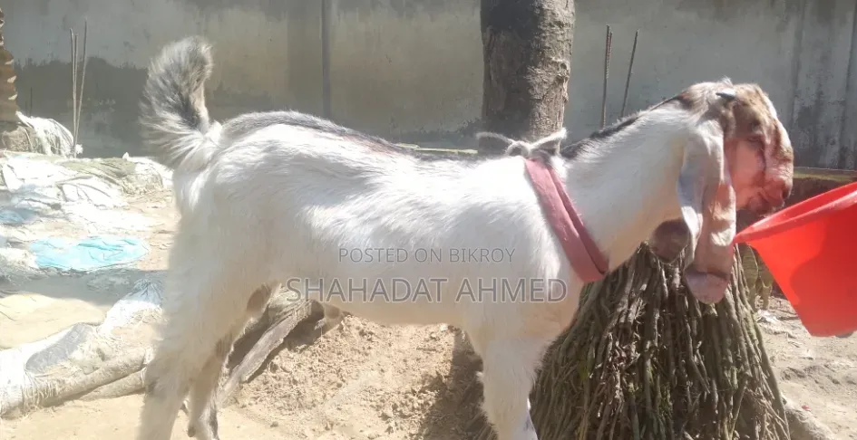 বাচ্চাসহ রাম ছাগল বিক্রয়ের জন্য