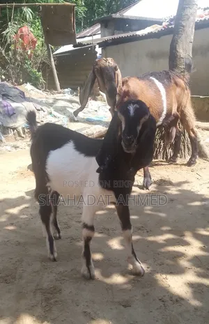 বাচ্চাসহ রাম ছাগল বিক্রয়ের জন্য
