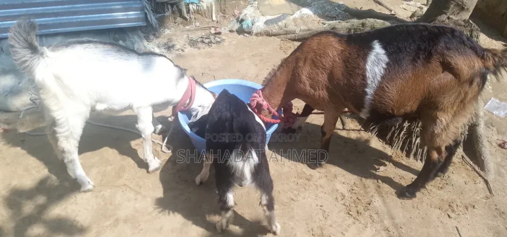 বাচ্চাসহ রাম ছাগল বিক্রয়ের জন্য