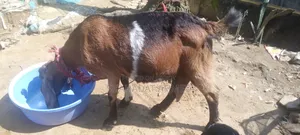 বাচ্চাসহ রাম ছাগল বিক্রয়ের জন্য