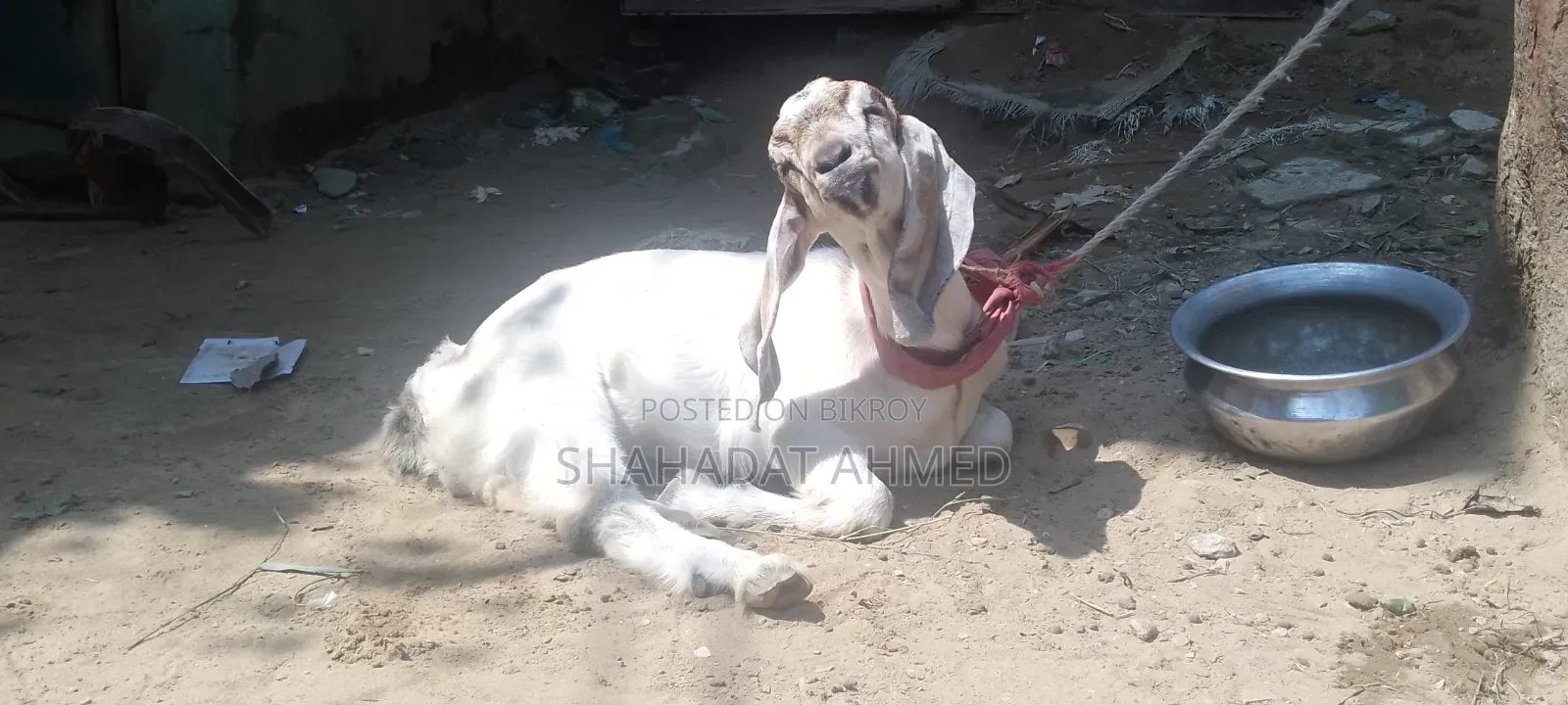 বাচ্চাসহ রাম ছাগল বিক্রয়ের জন্য