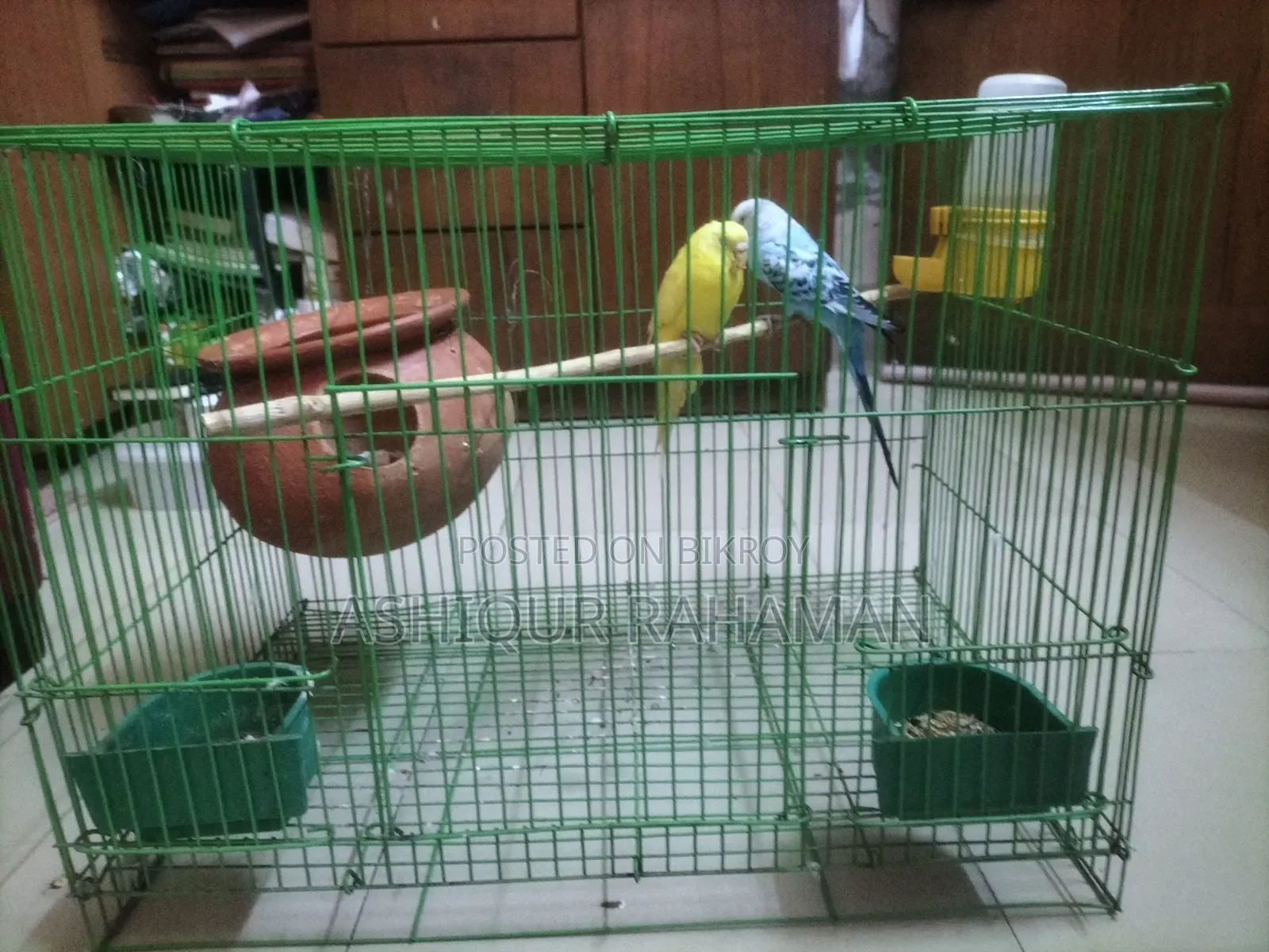 Selling a Good Pair of Budgie Birds