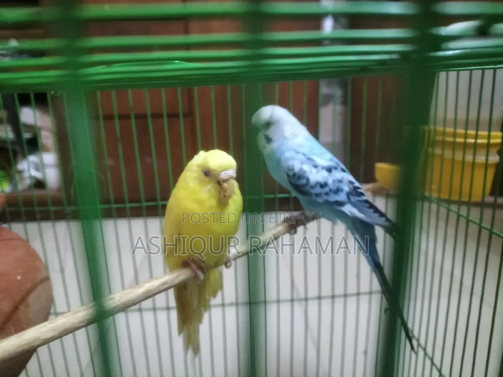 Selling a Good Pair of Budgie Birds