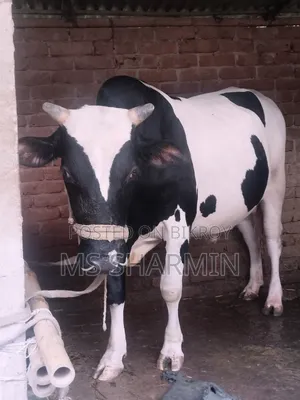 বিক্রয় হবে: ২ দাঁতের আকর্ষণীয় ফ্রিজিয়ান গরু ওজন: ৪৩০ কেজি+