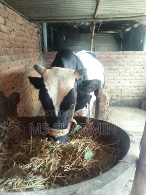 বিক্রয় হবে: ২ দাঁতের আকর্ষণীয় ফ্রিজিয়ান গরু ওজন: ৪৩০ কেজি+