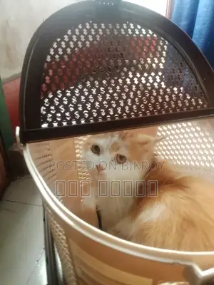 6-12 Months Male Purebred Persian