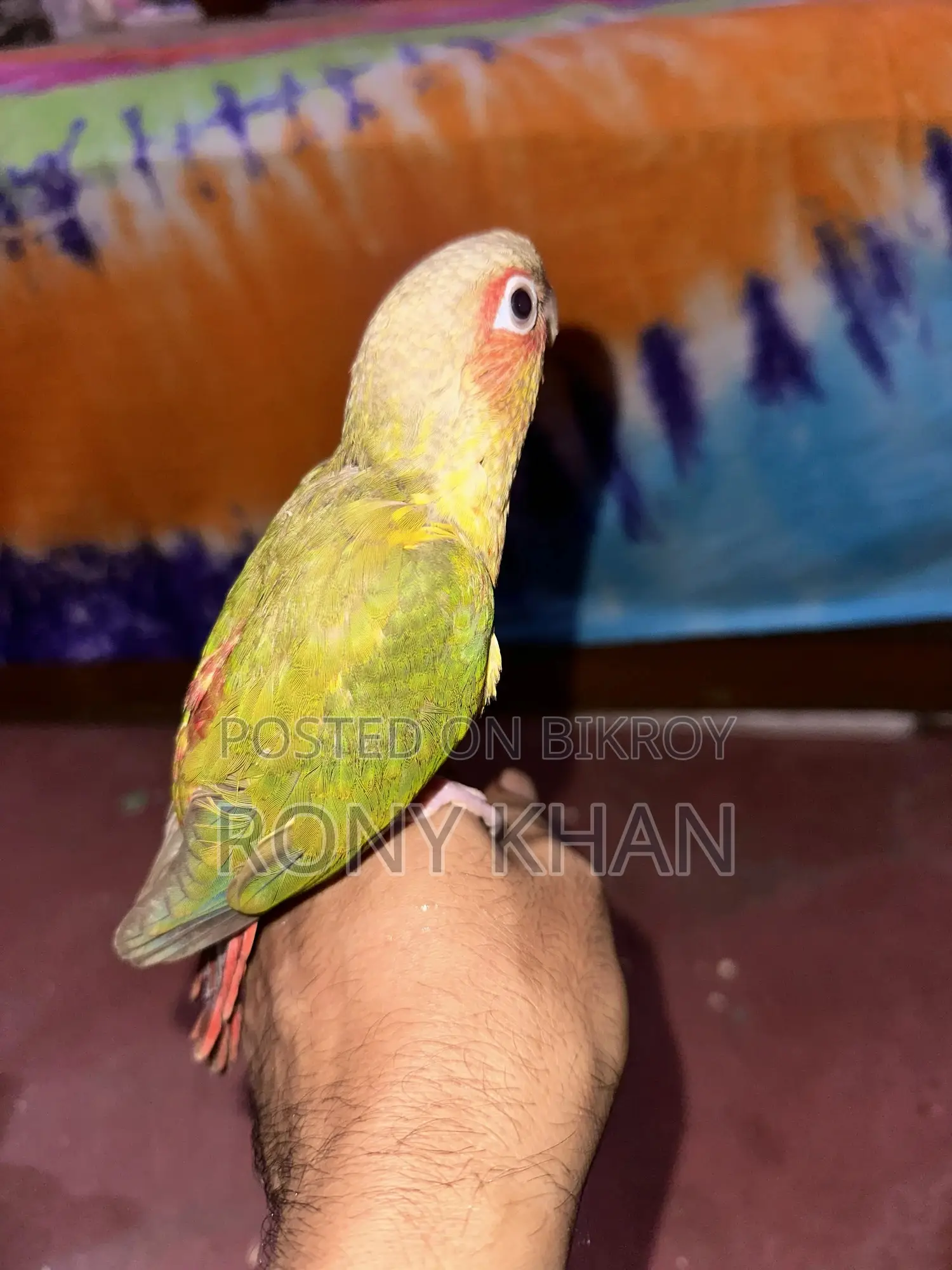Love Bird Baby