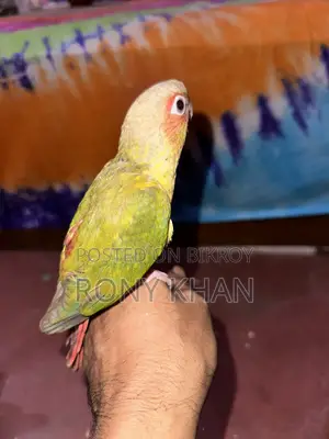 Love Bird Baby