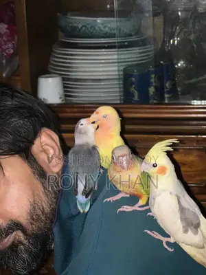Love Bird Baby