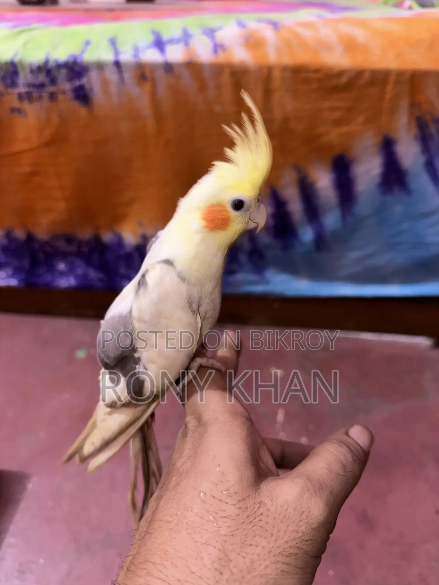 Love Bird Baby