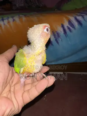Love Bird Baby