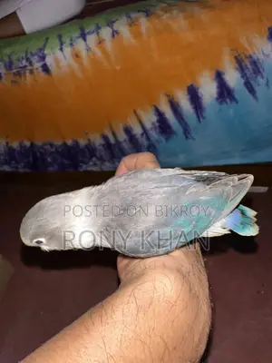 Love Bird Baby