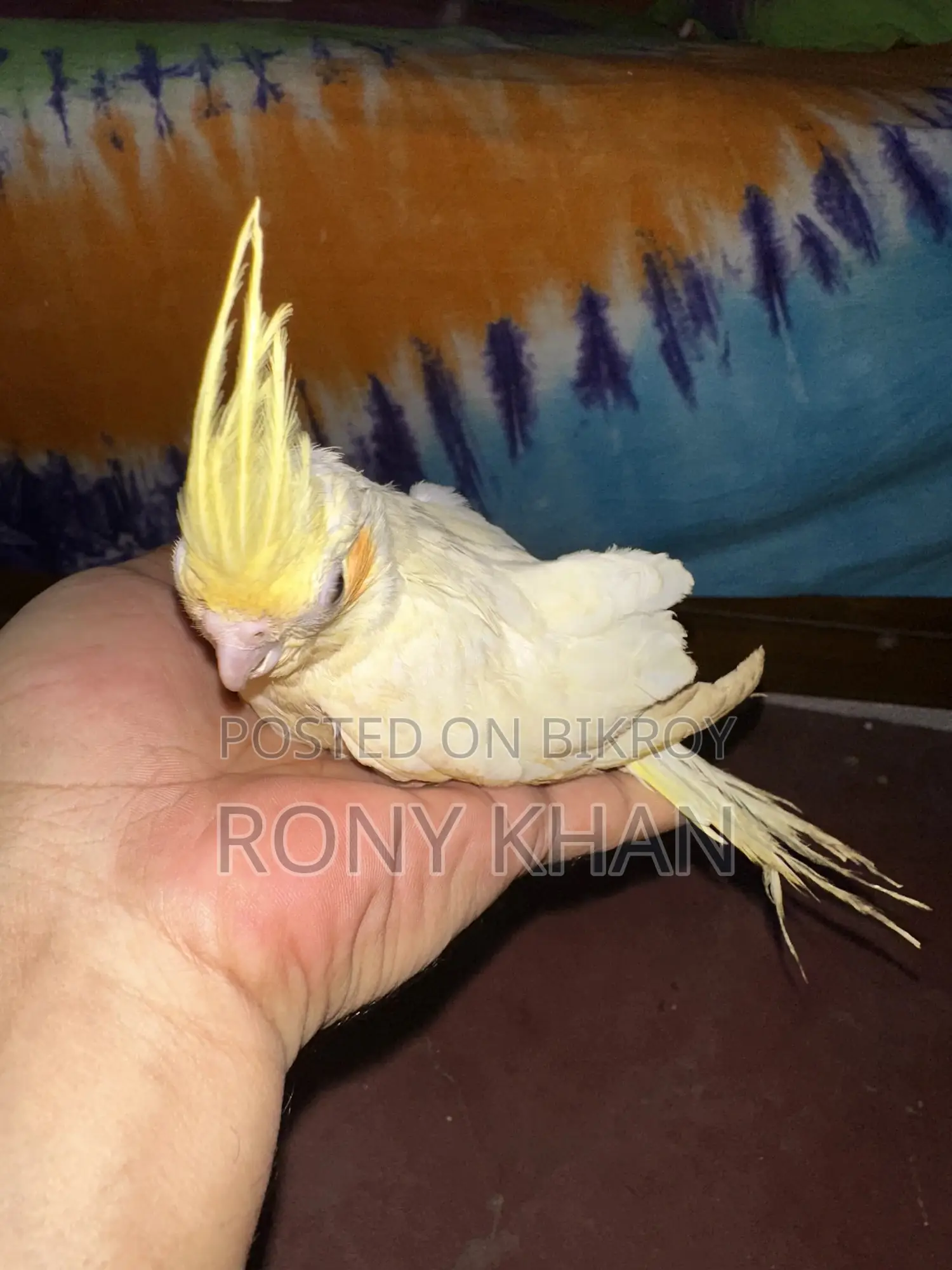 Love Bird Baby
