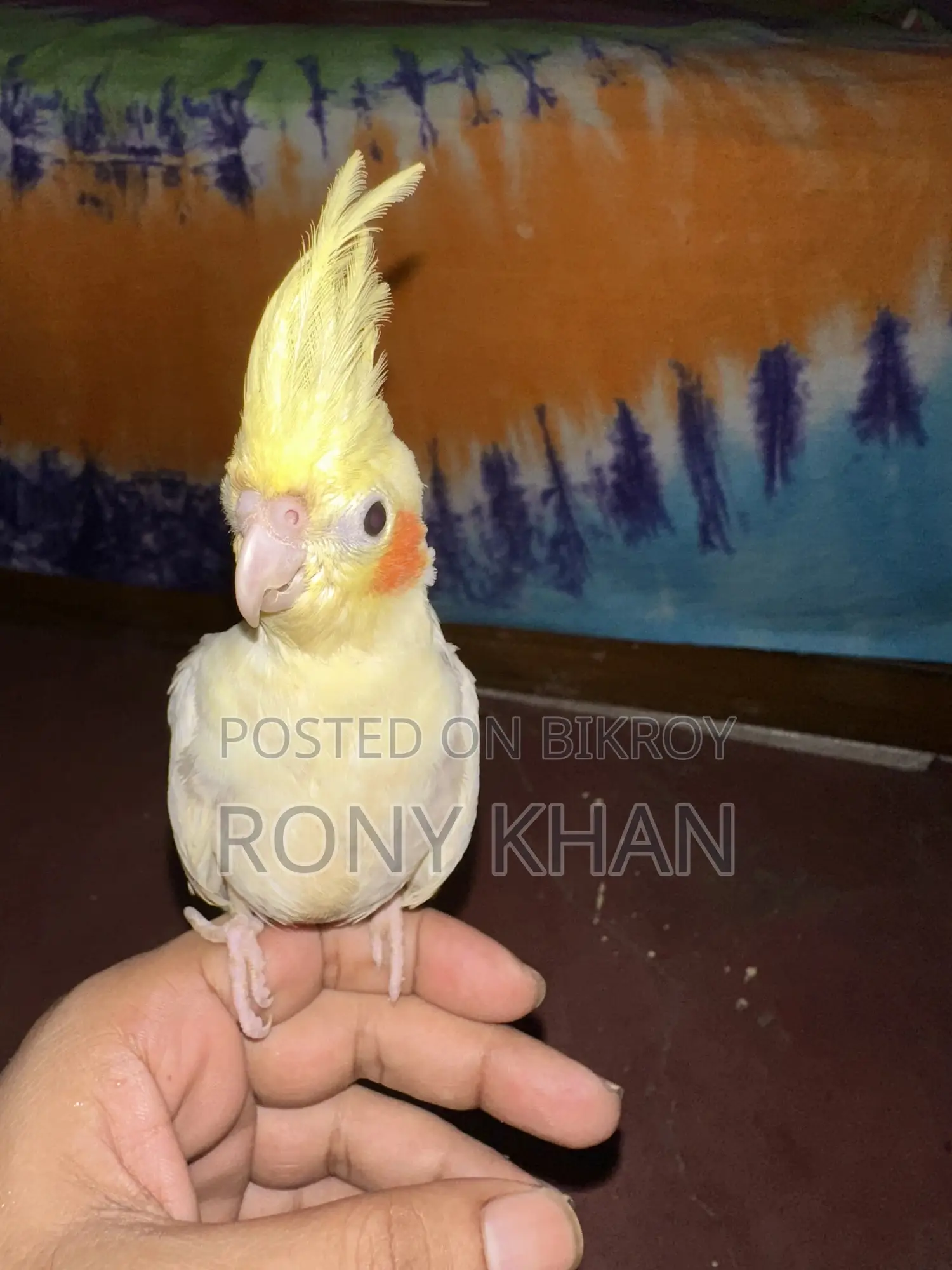 Love Bird Baby