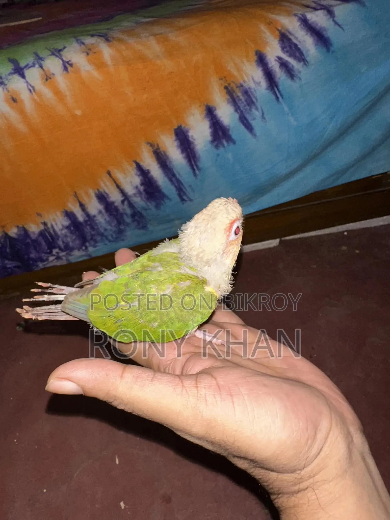 Love Bird Baby