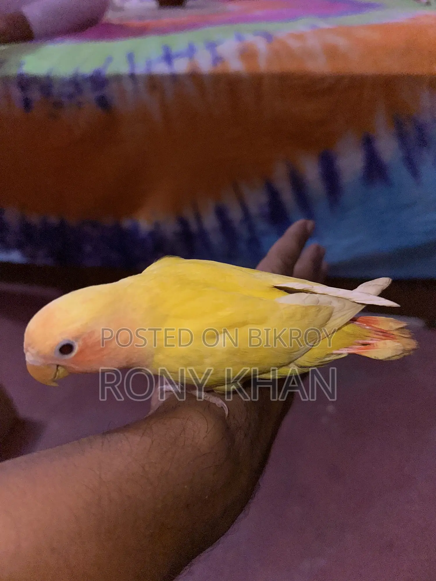 Love Bird Baby