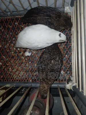 European White Giant Coturnix Running Birds