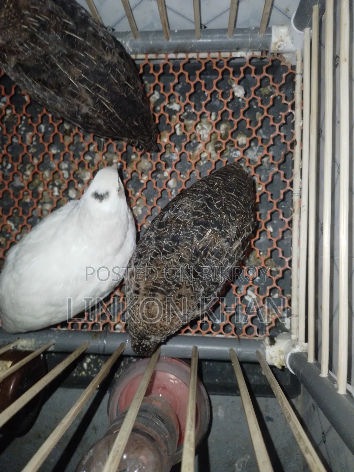 European White Giant Coturnix Running Birds