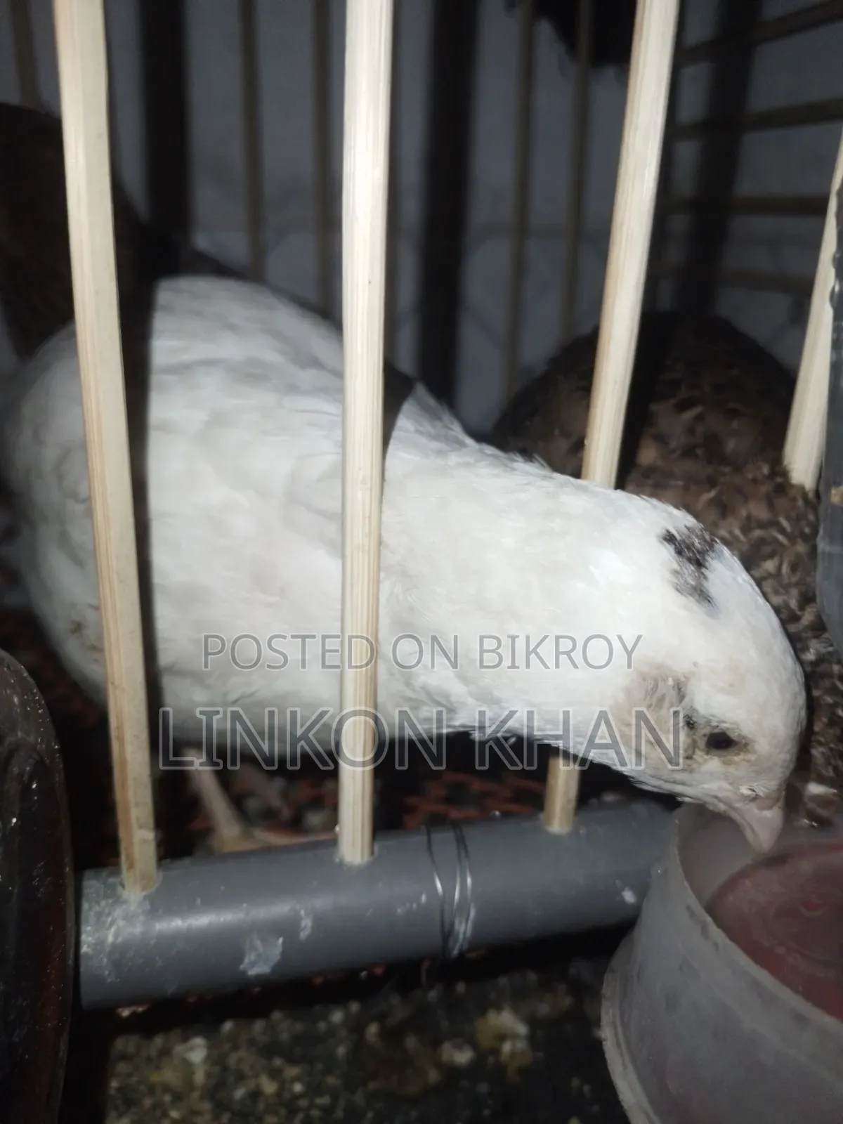 European White Giant Coturnix Running Birds