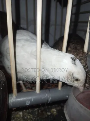 European White Giant Coturnix Running Birds
