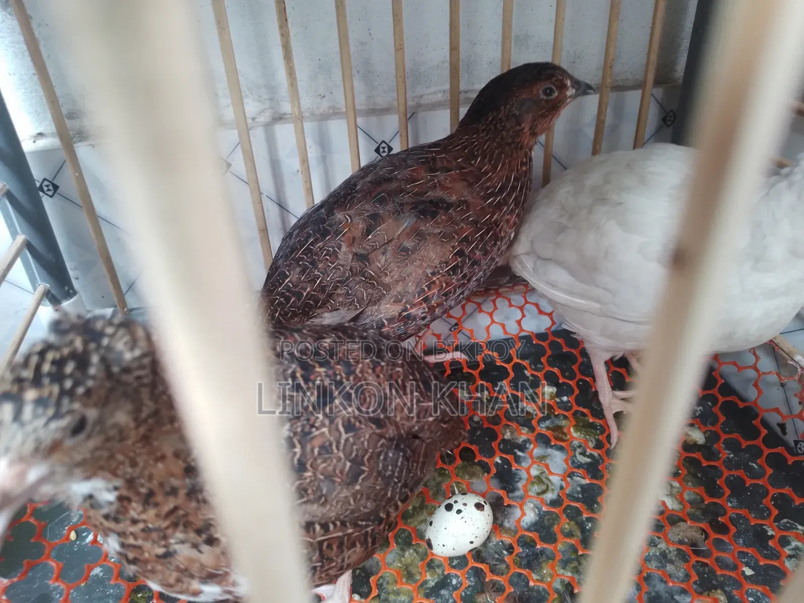 European White Giant Coturnix Running Birds