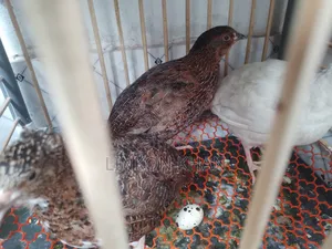 European White Giant Coturnix Running Birds