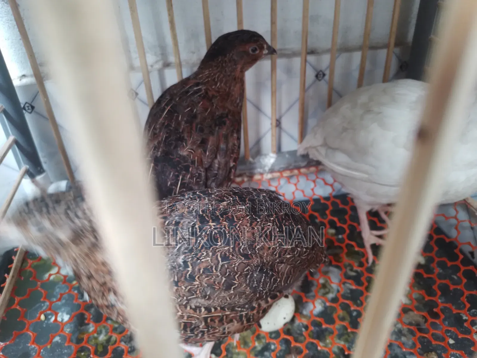European White Giant Coturnix Running Birds