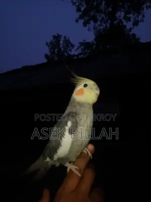 Tame Cockatiel Bird