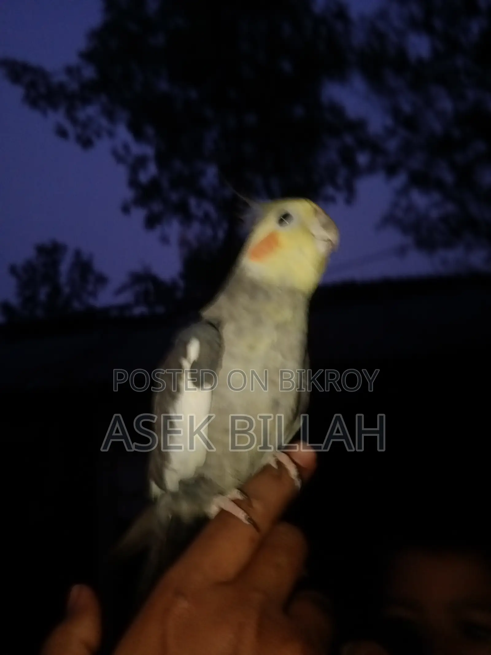 Tame Cockatiel Bird