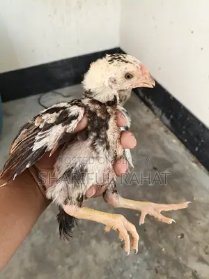 আসিল ফাইটার মুরগীর বাচ্চা