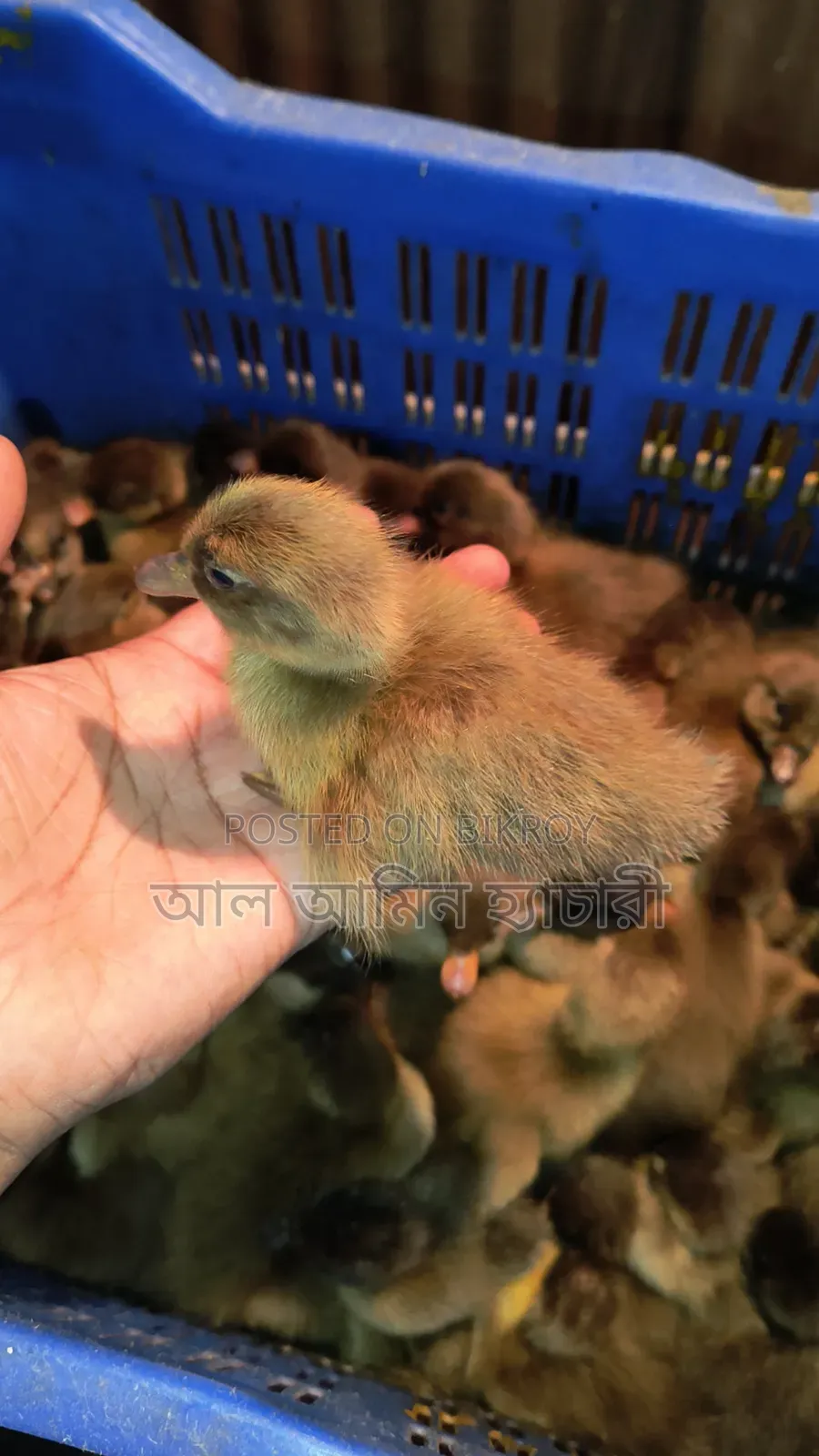 Start your business today by buying ducklings at a low price
