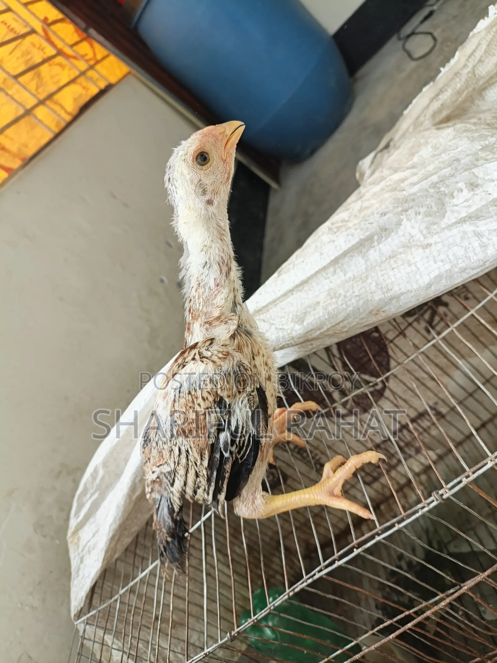 আসিল ফাইটার মুরগীর বাচ্চা
