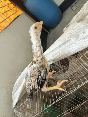 আসিল ফাইটার মুরগীর বাচ্চা
