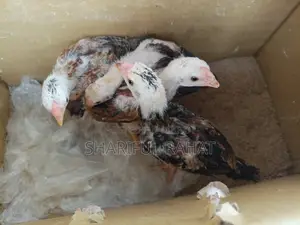 আসিল ফাইটার মুরগীর বাচ্চা