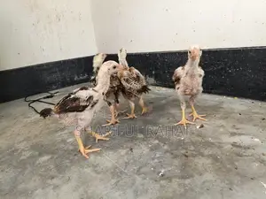 আসিল ফাইটার মুরগীর বাচ্চা