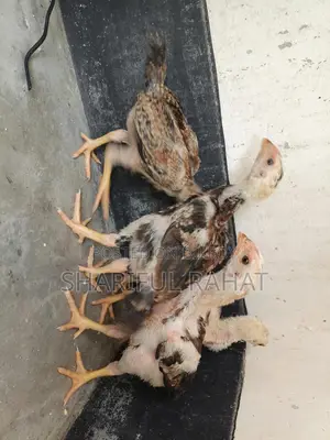 আসিল ফাইটার মুরগীর বাচ্চা