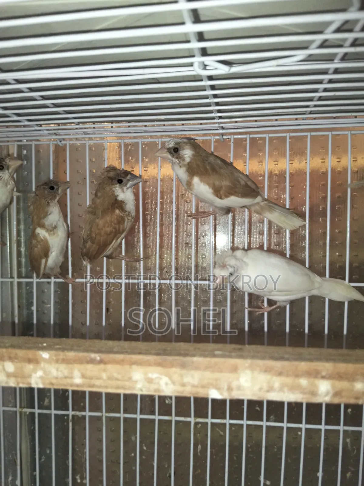 Bengali Finch