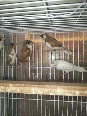 বেঙ্গলি ফিঞ্চ