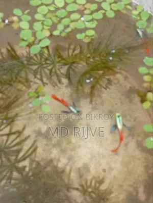 Get high-quality RTP Guppy fish, delivery possible up to Mohammadpur