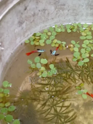 Get high-quality RTP Guppy fish, delivery possible up to Mohammadpur