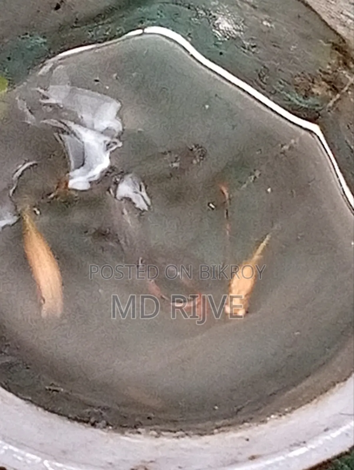 Get high-quality RTP Guppy fish, delivery possible up to Mohammadpur
