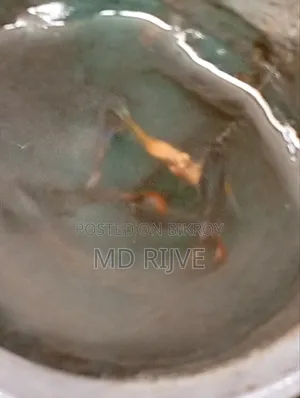 Get high-quality RTP Guppy fish, delivery possible up to Mohammadpur