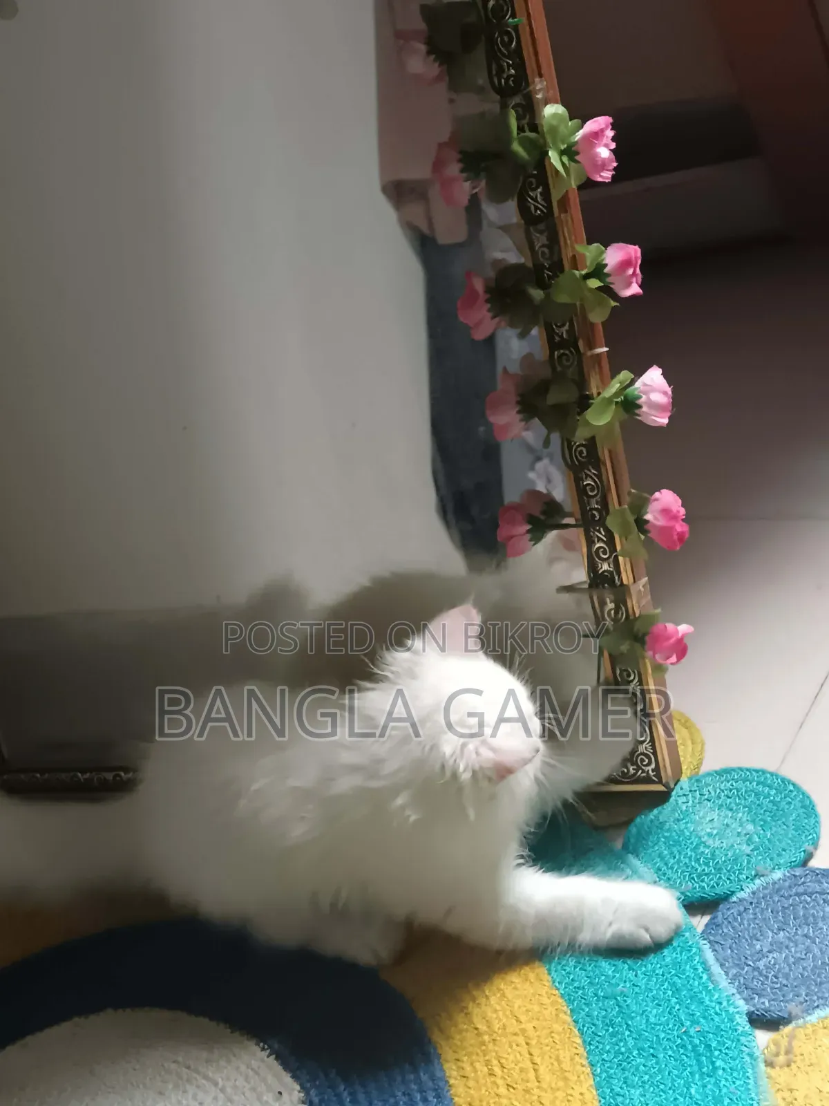 ১-৩ মাস বয়সী ফিমেল মিক্সড ব্রিড পার্সিয়ান