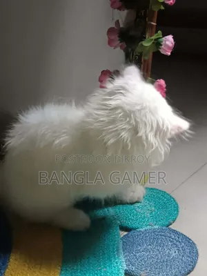 ১-৩ মাস বয়সী ফিমেল মিক্সড ব্রিড পার্সিয়ান