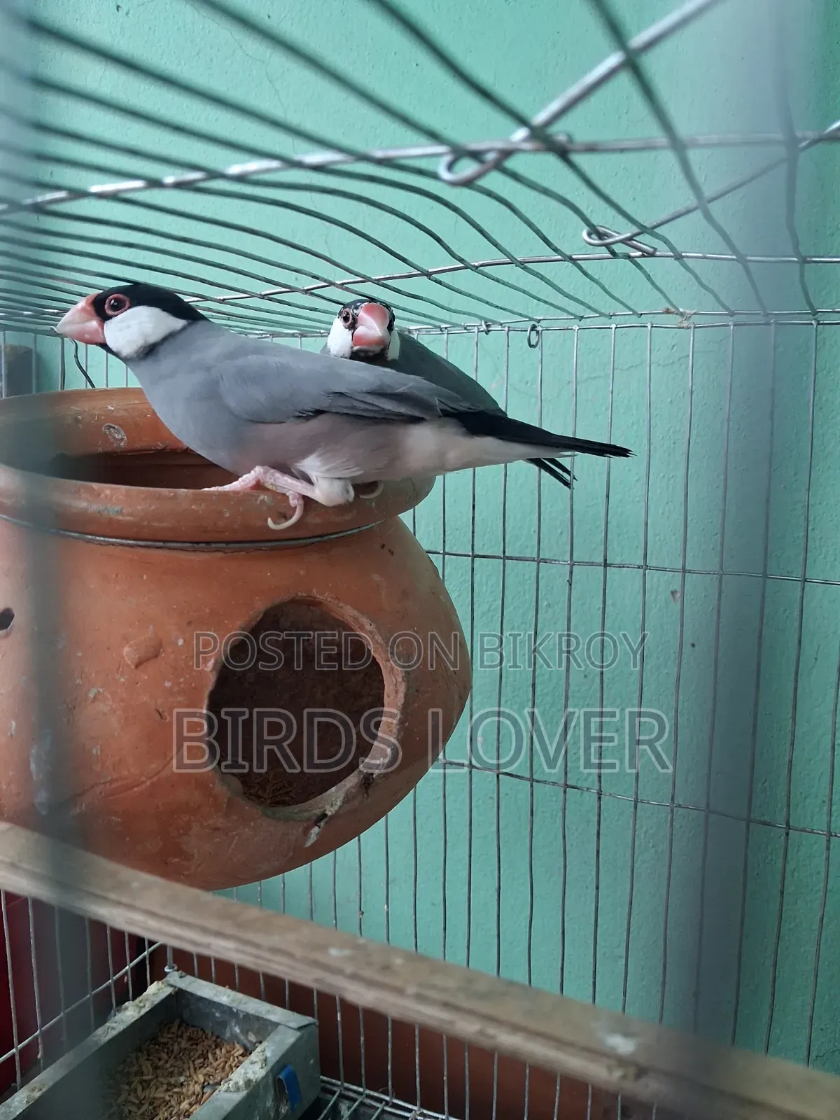 1 Pair Java Finches