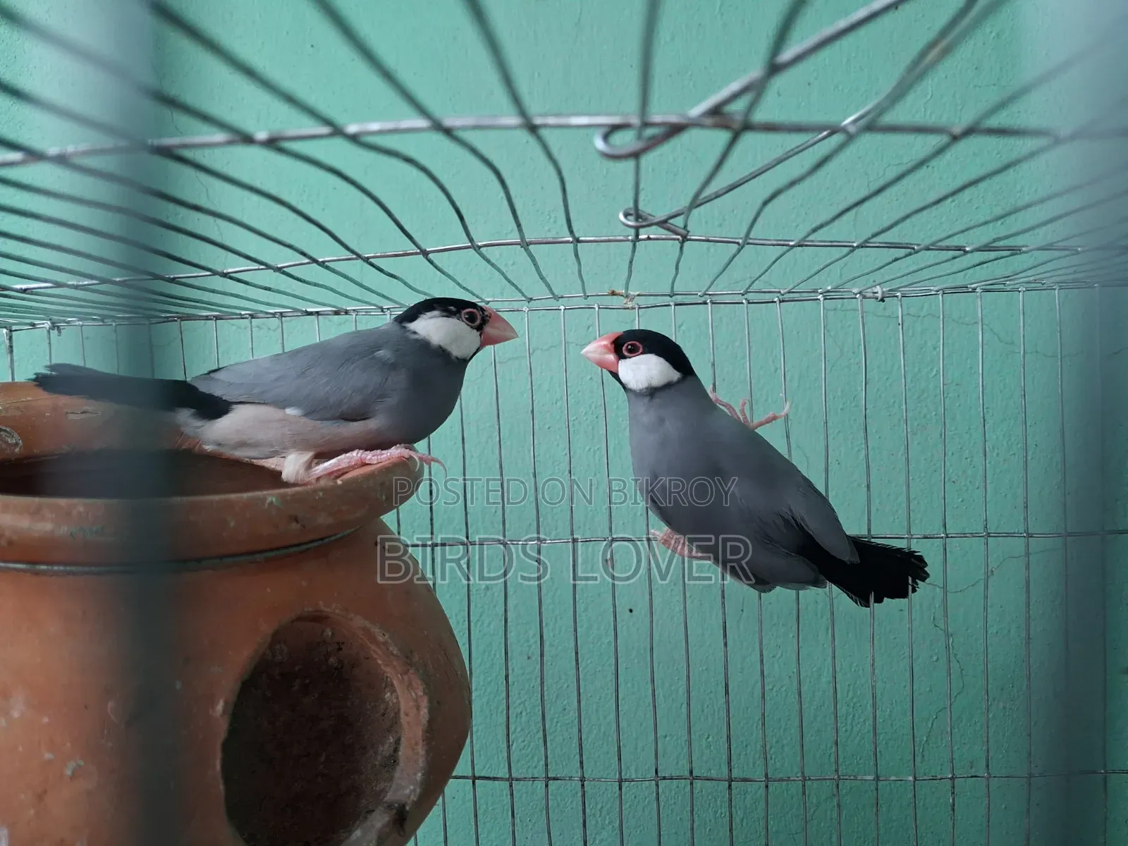 1 Pair Java Finches