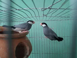 1 Pair Java Finches