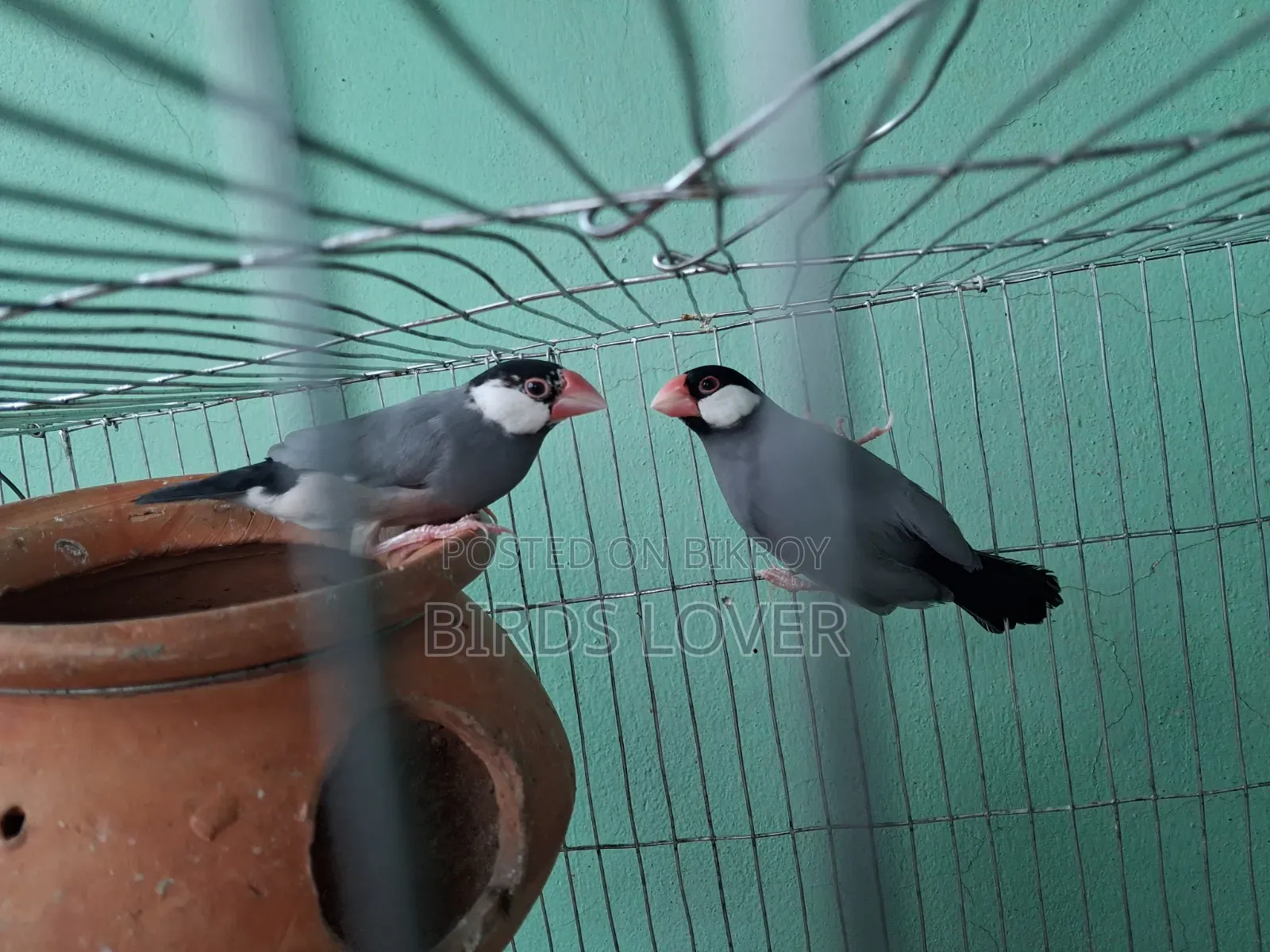 1 Pair Java Finches